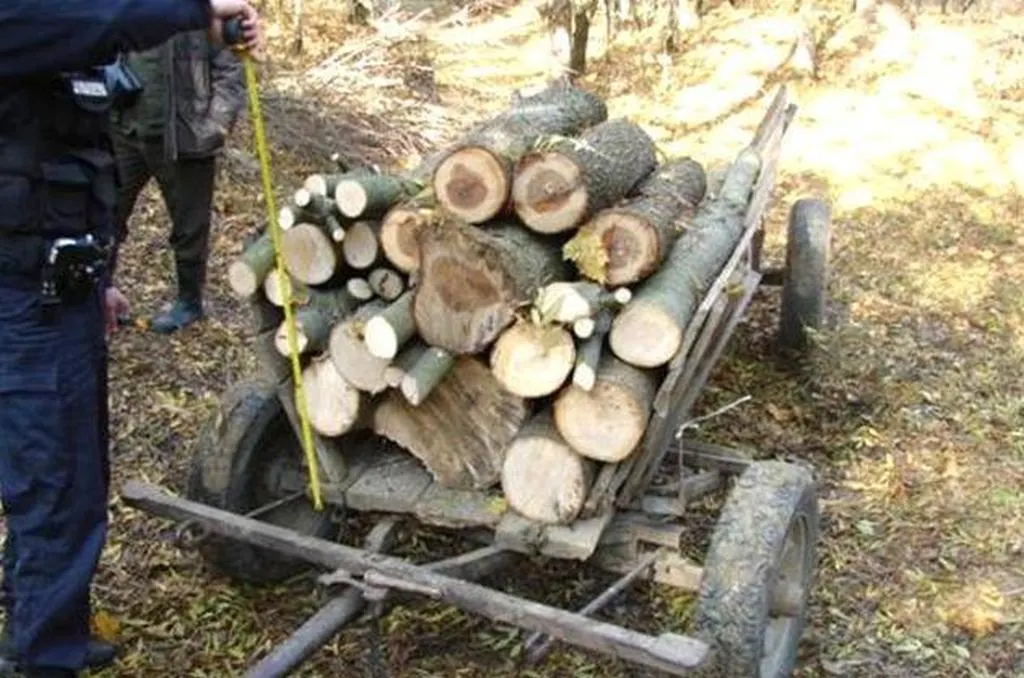 Prinşi că au tăiat ilegal arbori