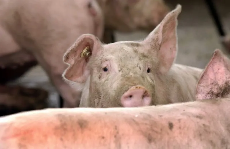 Sălaj: Noi măsuri pentru prevenirea pestei porcine. Care sunt localităţile afectate