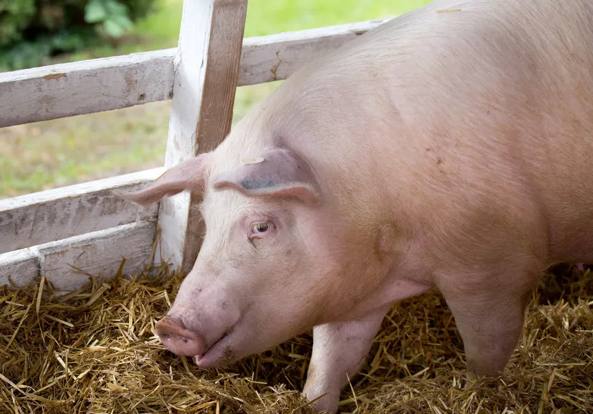 Alertă! Un nou focar de pestă porcină africană a fost confirmat în Sălaj