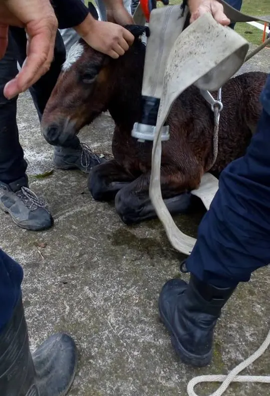 Pompierii au salvat un mânz căzut într-un bazin de apă