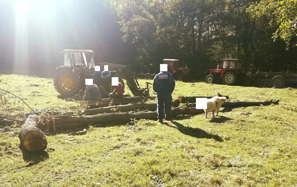 Ilegalități peste ilegalități, în pădurile Sălajului. Lemnul se taie după bunul plac