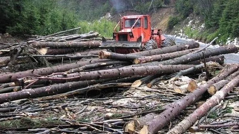 Peste 160 de dosare penale pentru infracțiuni în domeniul silvic