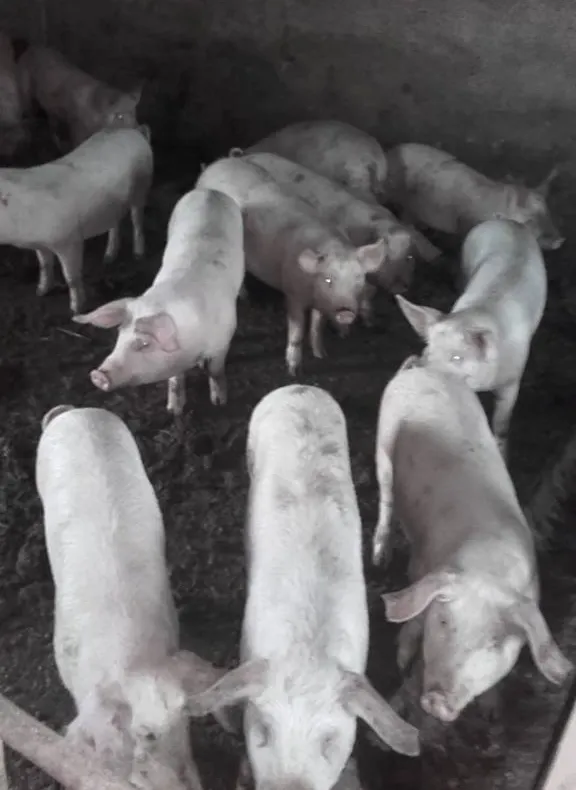 Suspiciune de pestă porcină în localitatea sălăjeană Doh