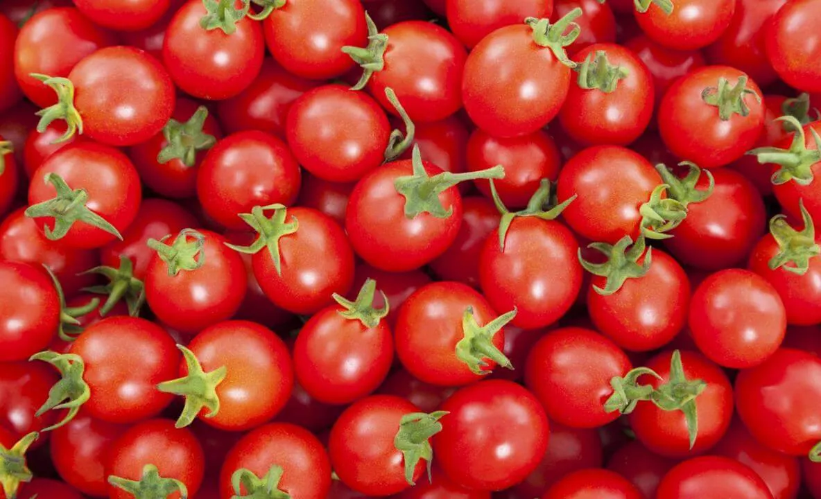 Prima recoltă de tomate din acest an în Sălaj, prin ''Programul minimis''. Ajutorul, 3.000 de euro pentru un beneficiar