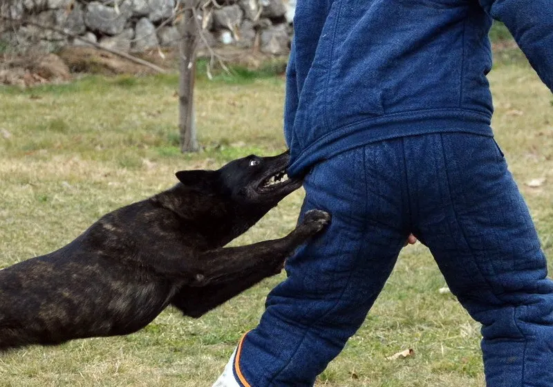 Doi bărbați, tată și fiu, mușcați de un câine. Animalul, asmuțit asupra victimelor chiar de stăpân