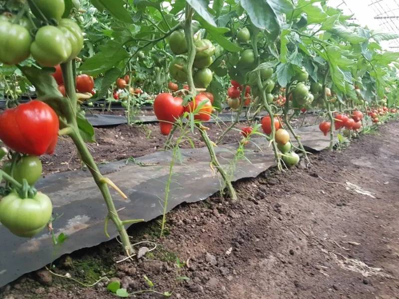Sprijin financiar pentru sălăjenii care cultivă roşii în spaţii protejate. 3.000 de euro anual