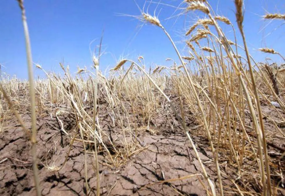 ”Legile Puterii”. România, lovită de SECETĂ ca-n `47! Ministrul Agriculturii, scenarii SUMBRE: ”Vom lua măsuri EXTREME”
