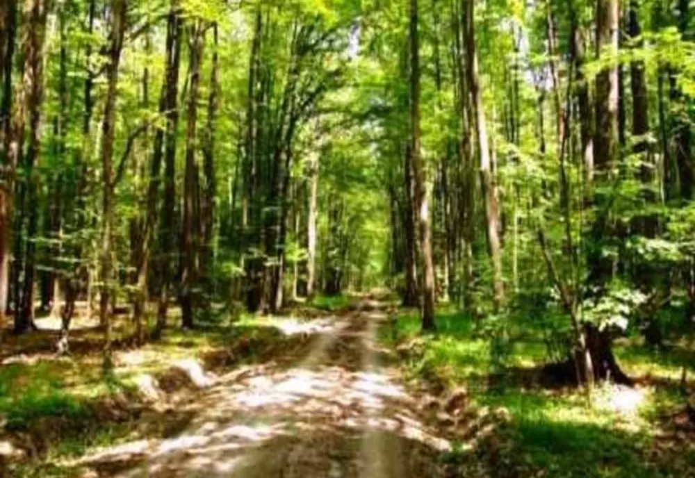 Pentru realizarea Autostrăzii Transilvania, Primăria Zalău a cedat peste 6 ha de pădure Statului Român
