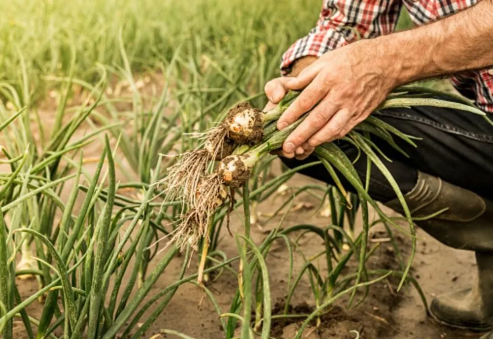 ILIE BOLOJAN: POTENŢIALUL AGRICOL AL ROMÂNIEI POATE FI PUS ÎN VALOARE PRIN FIRMELE DEZVOLTATE ÎN ACEŞTI ANI