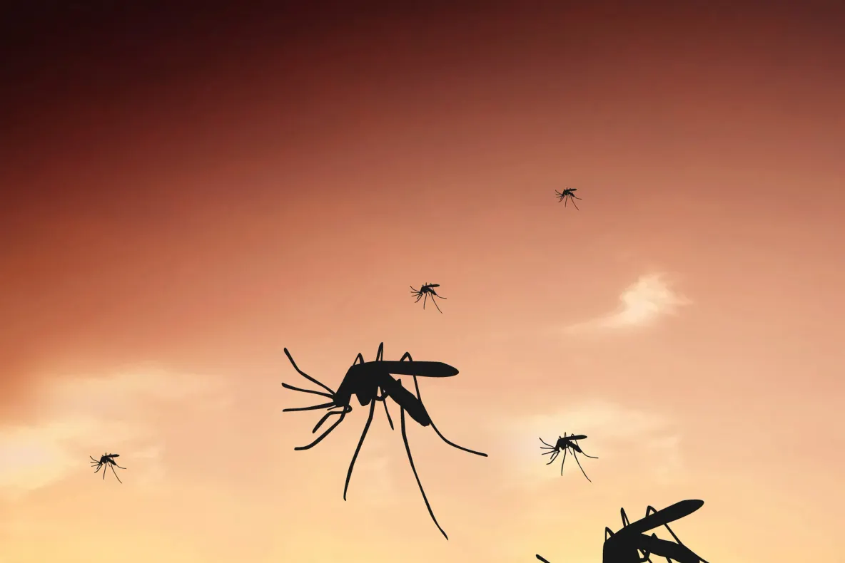 Un țânțar rezistent la frig se răspândește în Europa. Insecta stârnește îngrijorarea experților