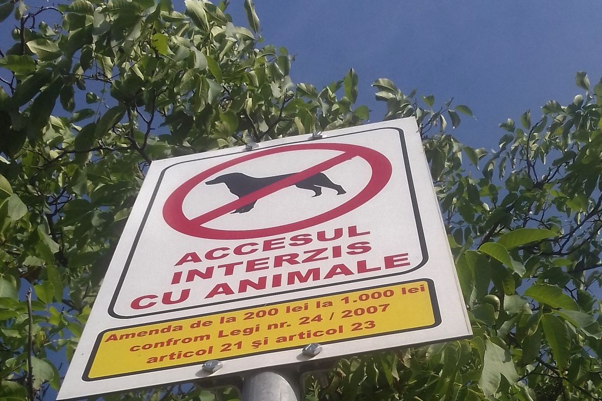 Limba noastră a fost o comoară. ''Virusul Dăncilă'' a ajuns la Zalău!