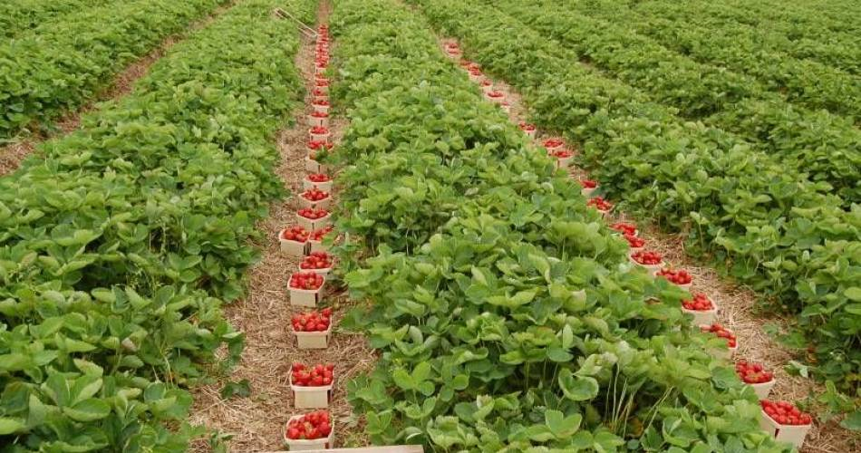 Oferte peste oferte la cules de căpșuni. Olanda oferă 9, 59 de euro pe oră