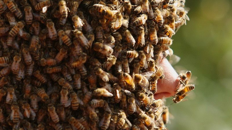 A murit înţepat de o viespe