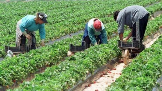 Oferte de muncă în Danemarca şi Portugalia: 200 de joburi în agricultură