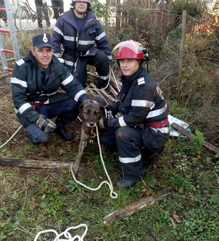 Câine căzut în fântână, salvat de pompieri