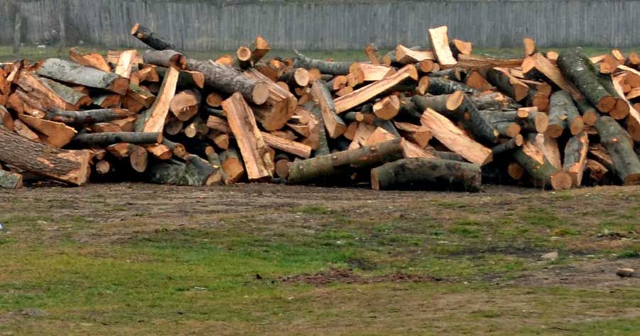 Sute de infracţiuni silvice de la începutul acestui an. Ce măsuri au luat poliţiştii sălăjeni