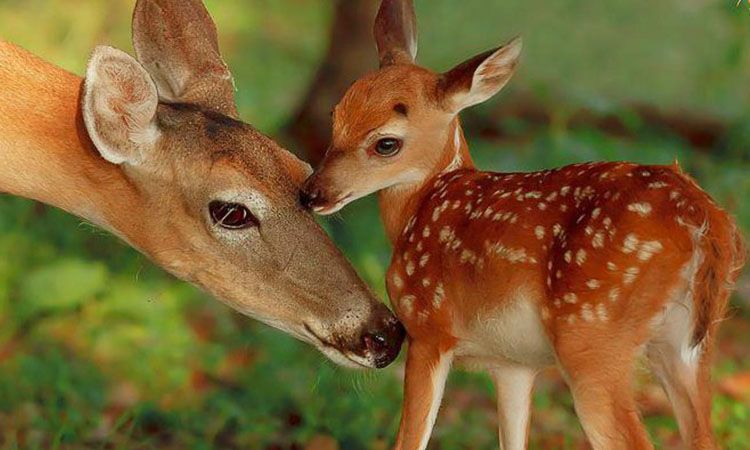 Sălăjeni, prinși cu căpriorul în mașină, în Maramureș