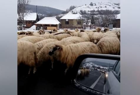 Se-ntâmplă în Sălaj: E81, blocat de o turmă de mioare