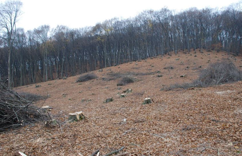 Încep defrișările pentru realizarea unui obiectiv de interes naţional: Varianta Ocolitoare a municipiului Zalău, etapa 2