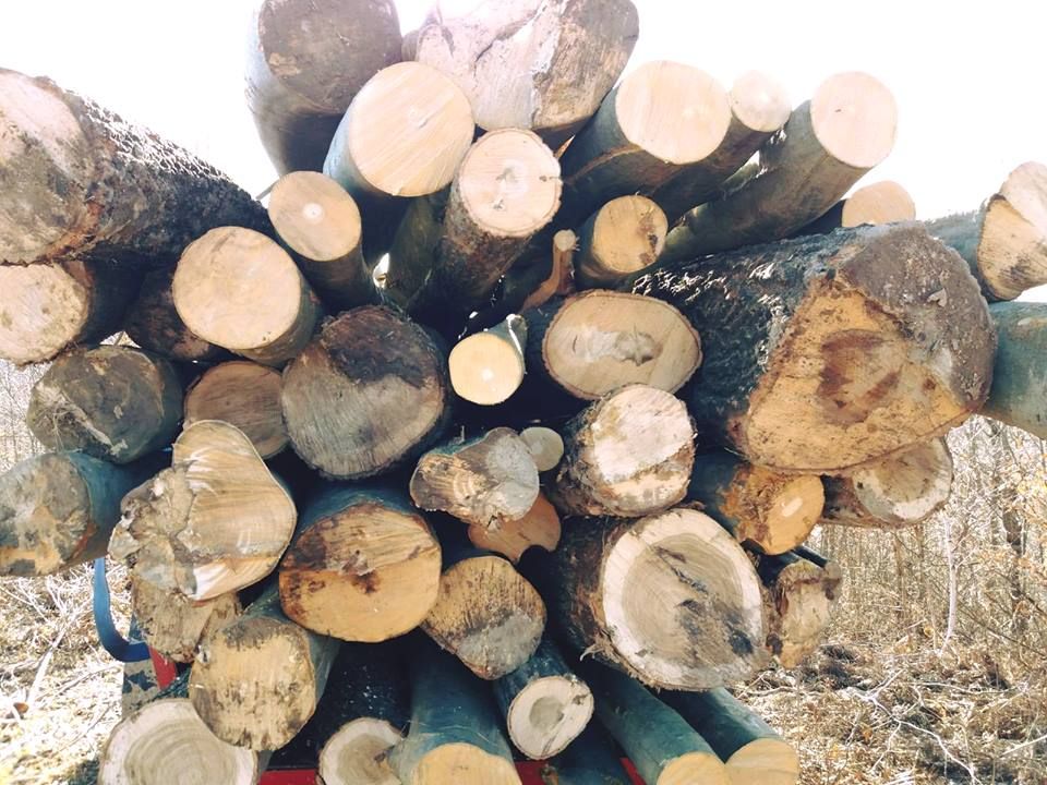 Pădurile Sălajului mor încet. Tăierile ilegale şi furturile de lemne nu se mai opresc