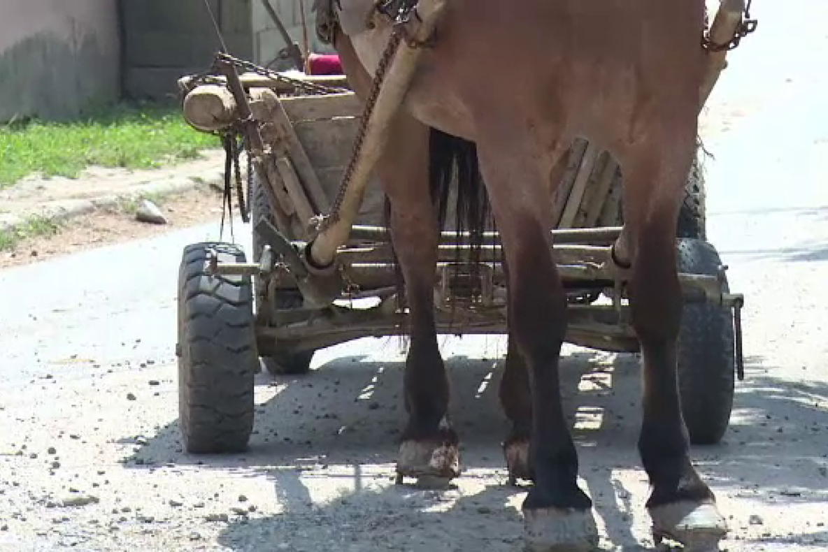 Exportul de cai, interzis în Sălaj