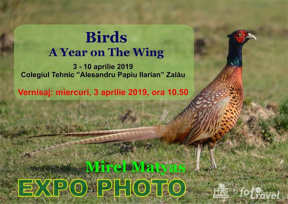 La Colegiul Tehnic API, expoziție de fotografie dedicată  Zilei Mondiale a Păsărilor. Vernisajul, în pauza mare