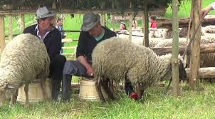 Astăzi la Pria: ''Măsurişul oilor'' - ediţia 53