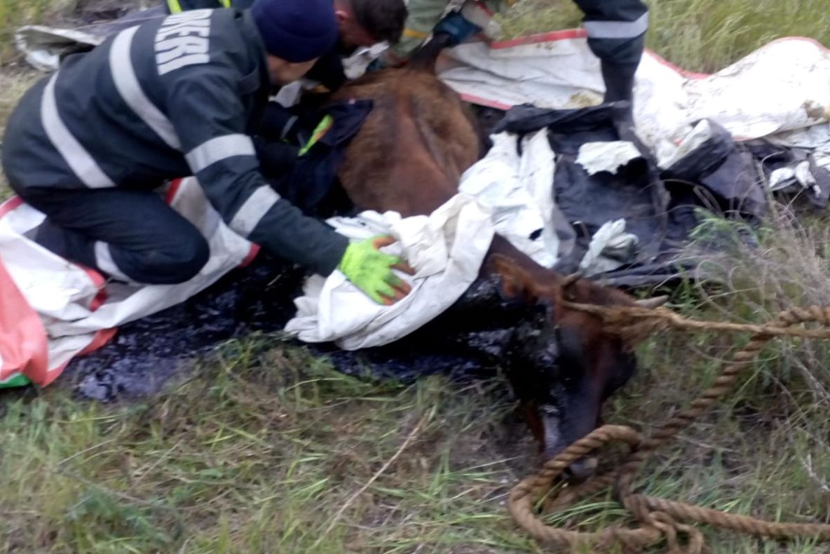 Păsări moarte într-un incendiu izbucnit într-o gospodărie din Crasna