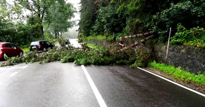 Atenție șoferi!  Cad copaci și crengi pe carosabil