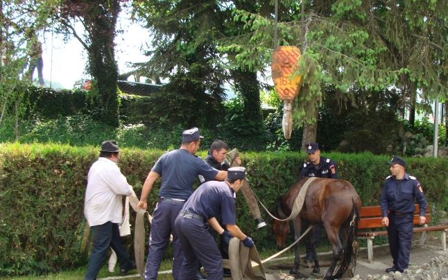 Cal căzut într-o fântână din Zalău. Pompierii, chemaţi în ajutor