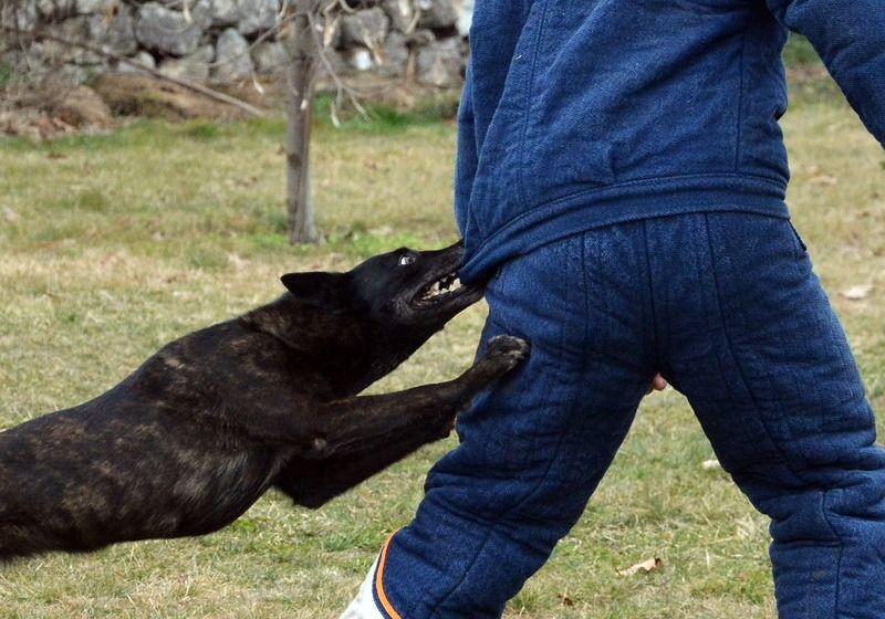 Doi bărbați, tată și fiu, mușcați de un câine. Animalul, asmuțit asupra victimelor chiar de stăpân