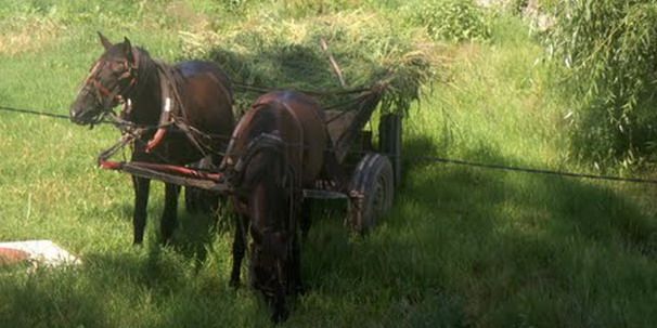 La Jibou se practică furtul cu căruţa