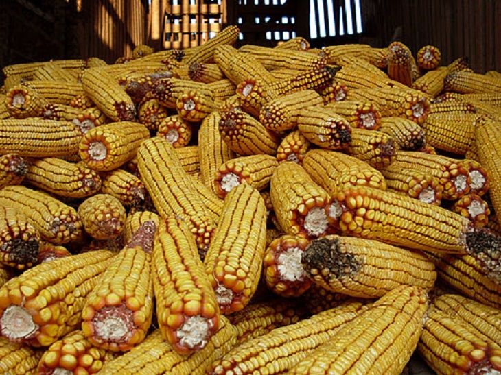 Au furat porumb şi s-au ales cu dosare penale