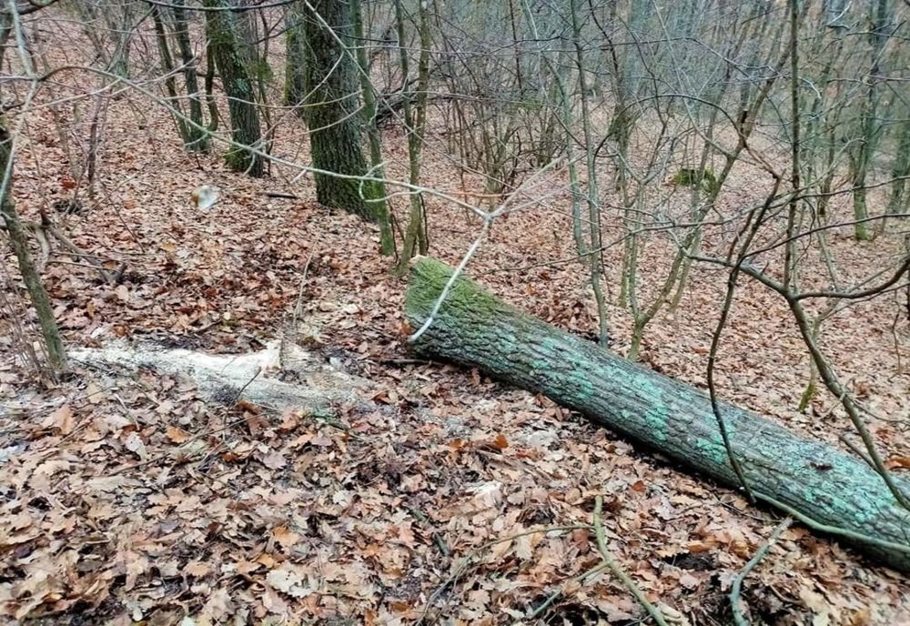 Hoţi de lemne, prinși în flagrant de jandarmii sălăjeni 