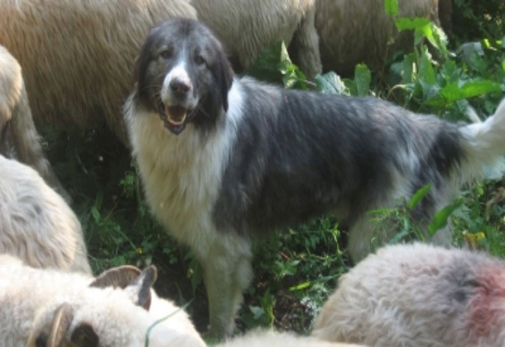 Și-a lăsat câinii nesupravegheați și s-a ales cu amendă