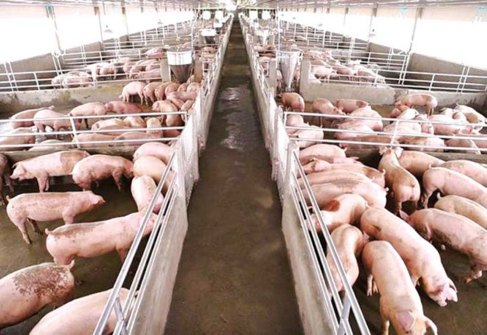 Pestă porcină în Halmășd - Ce măsuri au anunțat autoritățile sălăjene 