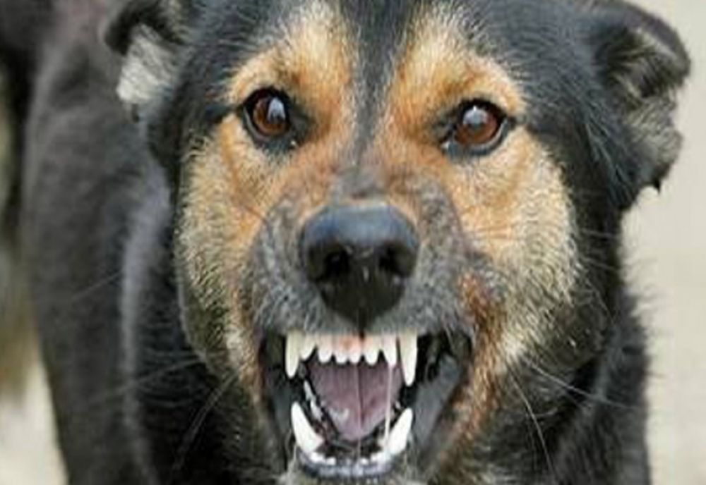 Octogenară, în pericol din cauza unor câini. A sunat de urgență la 112 și a cerut sprijin