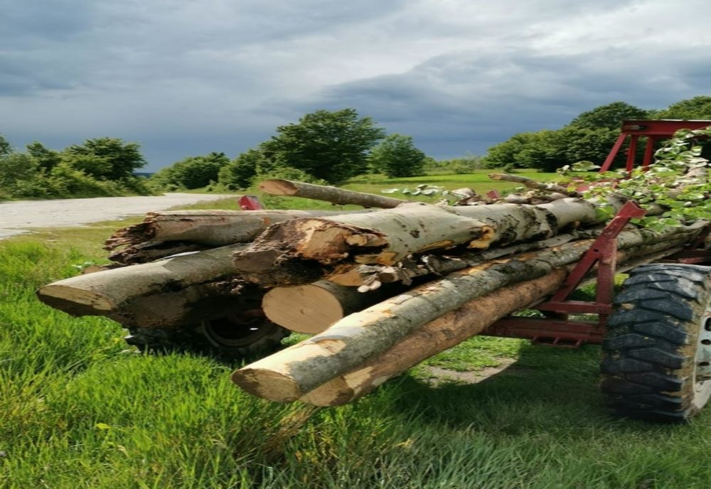 Pădurar din Sălaj atacat cu toporul și amenințat cu moartea de hoții de lemne