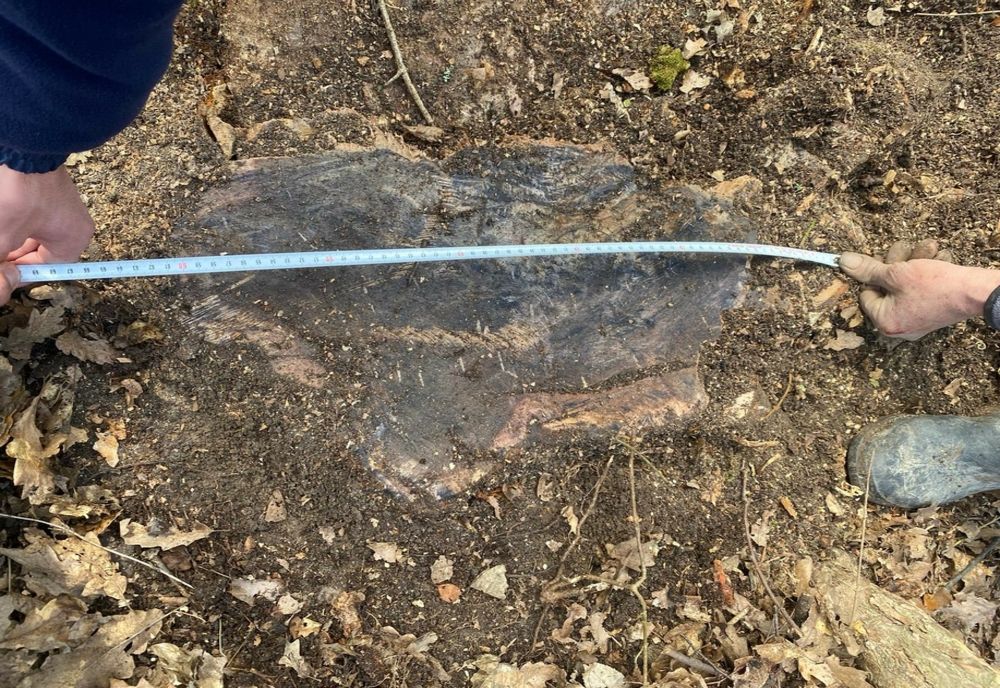 Bărbat din Sălaj, cu dosar penal, după ce a fost prins de jandarmi că a tăiat ilegal mai mulți arbori