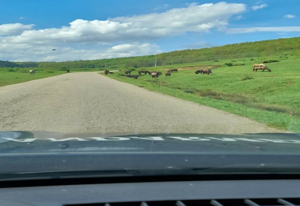 FOTO | Bărbaţi din Someș-Odorhei amendaţi de jandarmi! Şi-au lăsat caii nesupravegheaţi