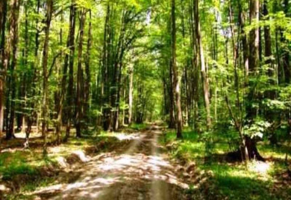 Pentru realizarea Autostrăzii Transilvania, Primăria Zalău a cedat peste 6 ha de pădure Statului Român