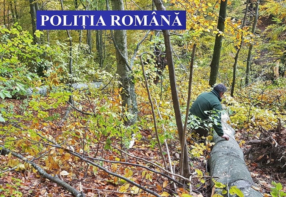 Tineri din Sălaj și Cluj cercetați după ce au tăiat mai mulți arbori de pe un teren privat