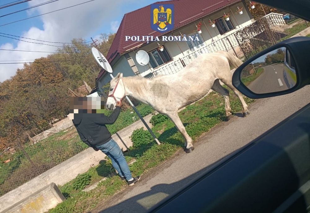 Bărbat din Românași, reținut după ce a furat un cal de la un consătean