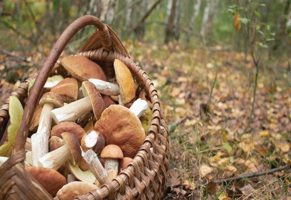 Femeie găsită într-o pădure de jandarmii sălăjeni! A fost nevoită să doarmă peste noapte în pădure