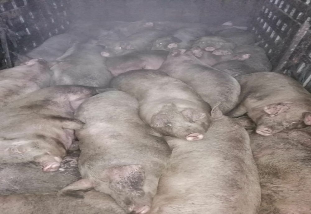 20 de porci au fost confiscaţi de reprezentanţii DSVSA Sălaj de la un şofer din Bistrița-Năsăud 