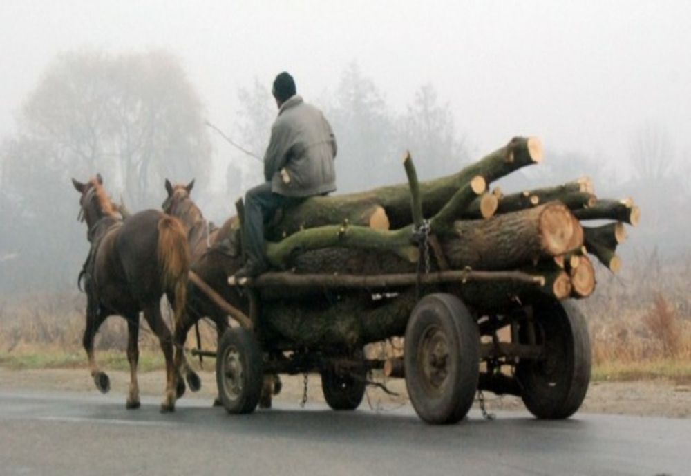 Bărbaţi din Sălaj prinşi la furat de lemne! Au fost amendaţi