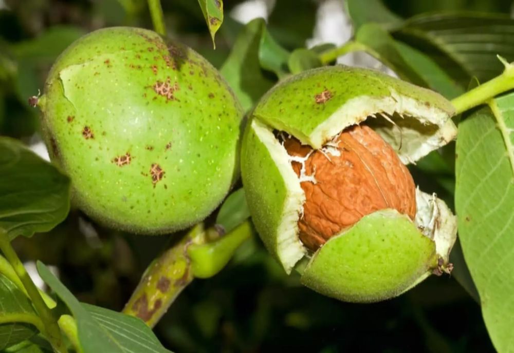 Aceste nuci îmbunătățesc sănătatea tiroidei și previn afecțiunile ei. Cum se consumă zilnic