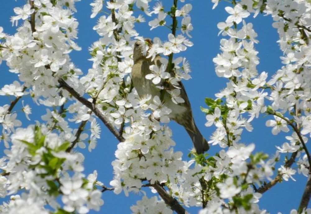 Tradiții de Buna Vestire. Blagoveștenia sau Ziua Cucului
