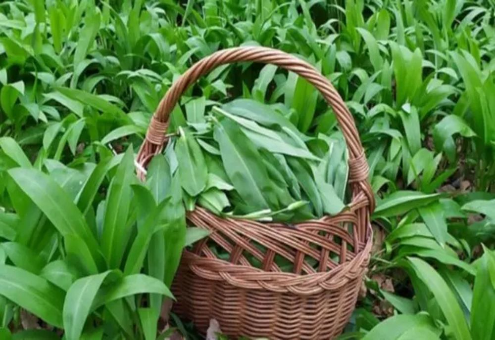 Alimentul de primăvară care face MINUNI pentru stomac, inimă și plămâni