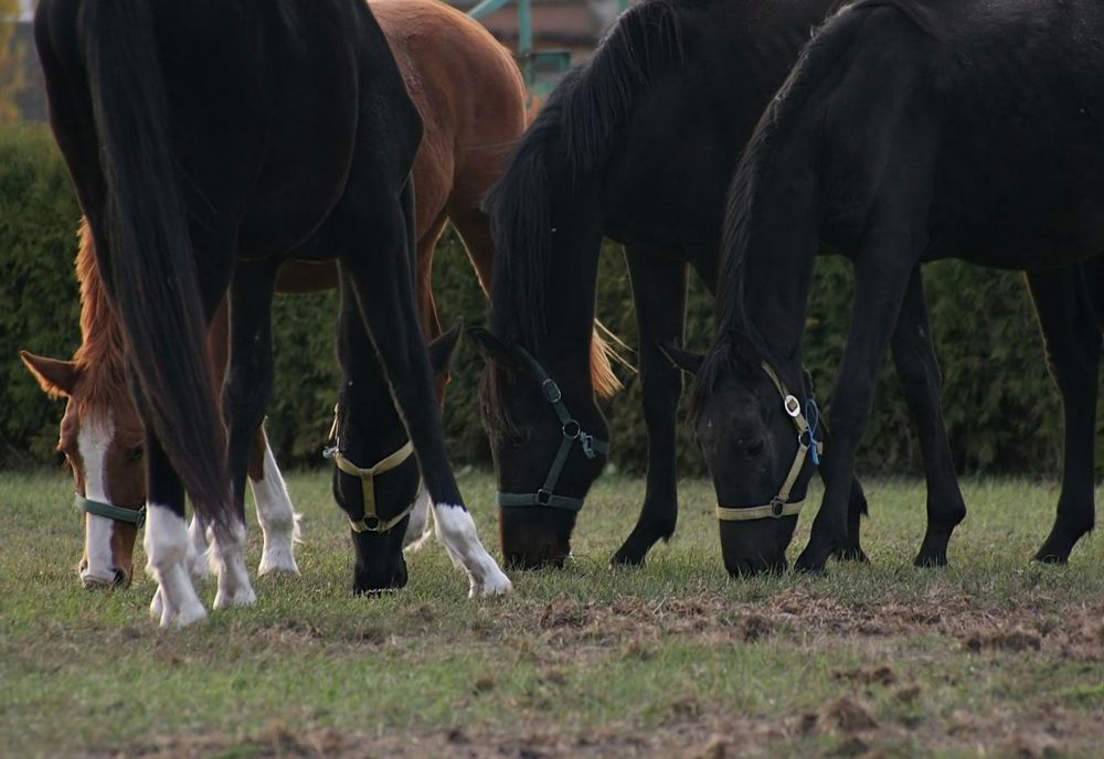 Doi cai în valoare de aproape 30.000 de lei au fost furaţi de un tânăr din localitatea sălăjeană Bercea